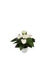 enanthurium-pot-blancha-white-207287-0
