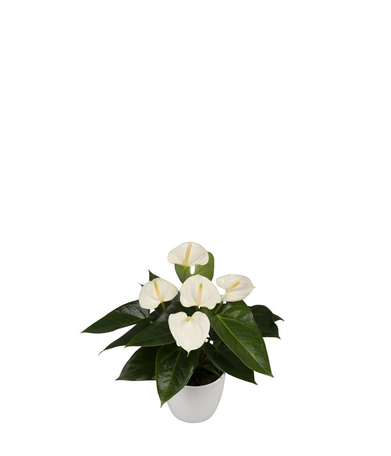 Blancha - Anthurium pot plants | Anthura