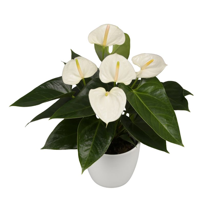 Blancha - Anthurium pot plants | Anthura