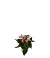 anthurium-potplanten-joli-lila-paars-220466-1