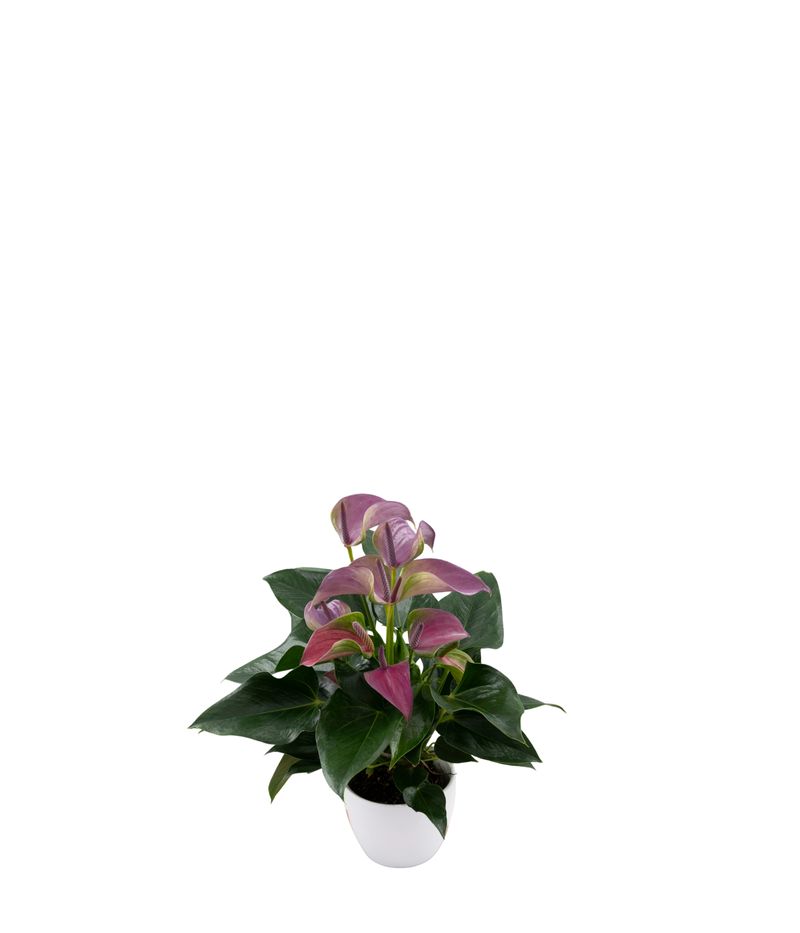 Joli Lila - Anthurium pot plants | Anthura