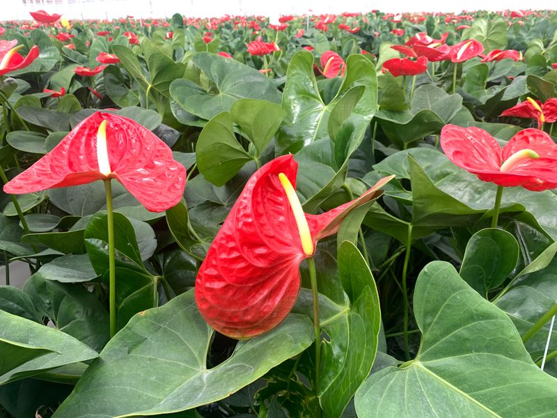 Effect of a high average daily temperature on Anthurium flower formation |  Anthura