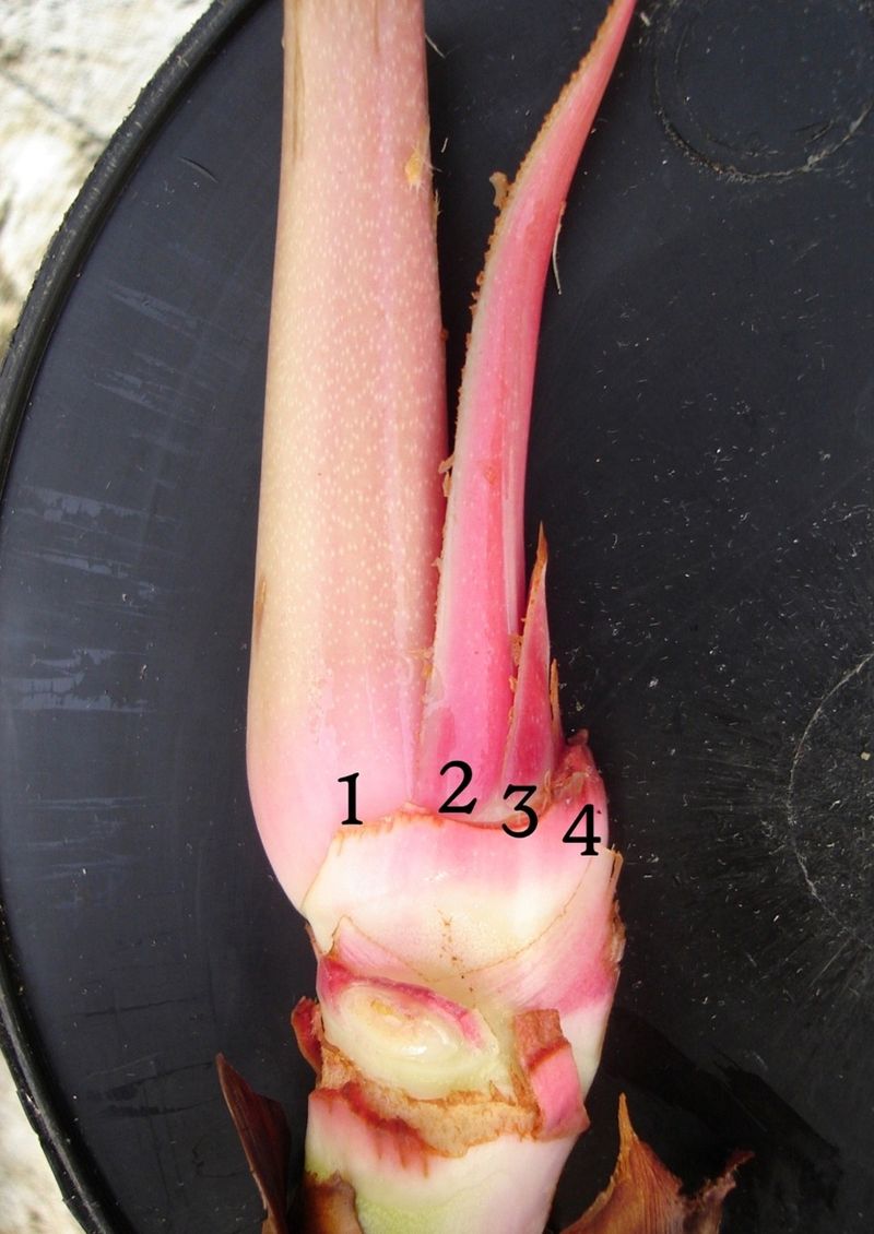 anthurium nanegalense Anthurium panamense main image 1