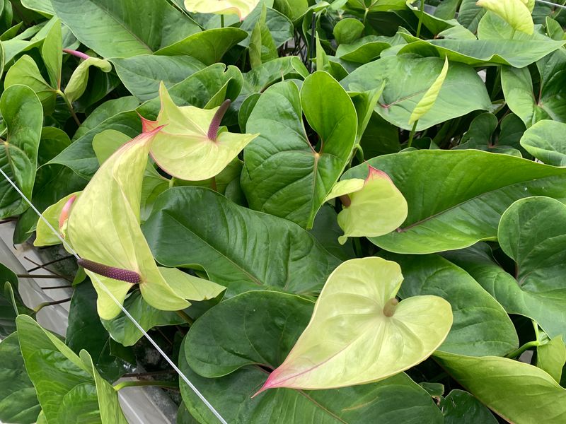 Effect of a high average daily temperature on Anthurium flower formation |  Anthura