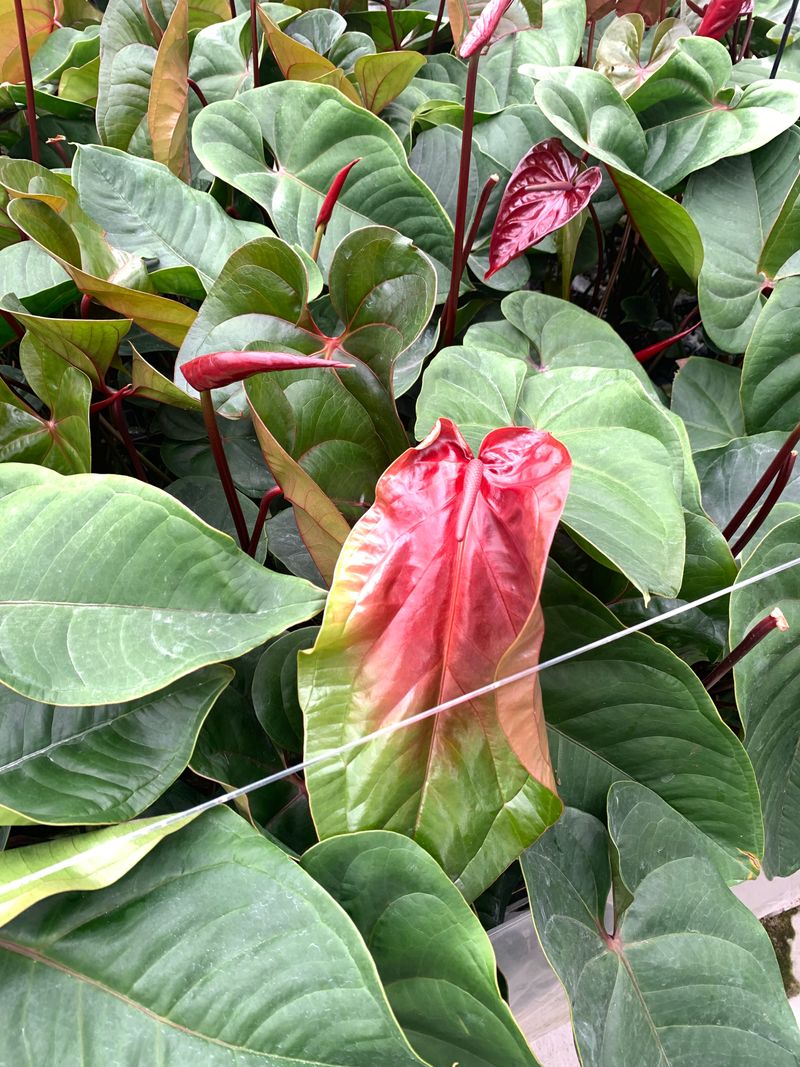 luxurians anthurium Anthurium Luxurians main image 1