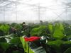 high-pressure humidification