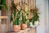 Exclusive Orchids (Renaissance® White)