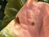 Damage in infected greenhouse.