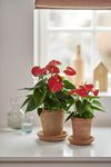 anthura-anthurium-bambino_red