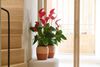 anthurium-potplanten-melodia-ibis-rood-207736-2