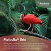 enanthurium-pot-melodia-ibis-red-207736-0