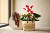 enanthurium-pot-melodia-ibis-red-207736-1