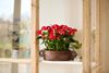 enanthurium-pot-valentino-red-207341-3