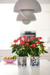 enanthurium-pot-amirante-orange-206267-0