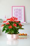 enanthurium-pot-amirante-orange-206267-1