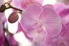 phalaenopsis-potplanten-manta-socorro-roze-109957-1