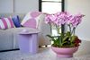 enphalaenopsis-pot-manta-socorro-pink-109957-2