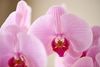 phalaenopsis-potplanten-houston-roze-110454-1