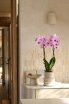 enphalaenopsis-pot-houston-pink-110454-2