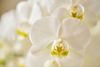 phalaenopsis-potplanten-tromso-wit-110285-1
