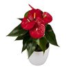 enanthurium-pot-vulcano-red-207134