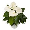 anthurium-potplanten-regina-wit-207538