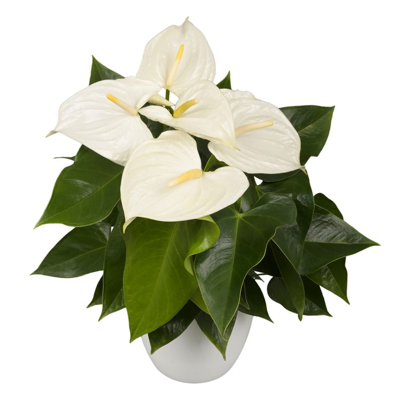 Regina - Anthurium pot plants | Anthura