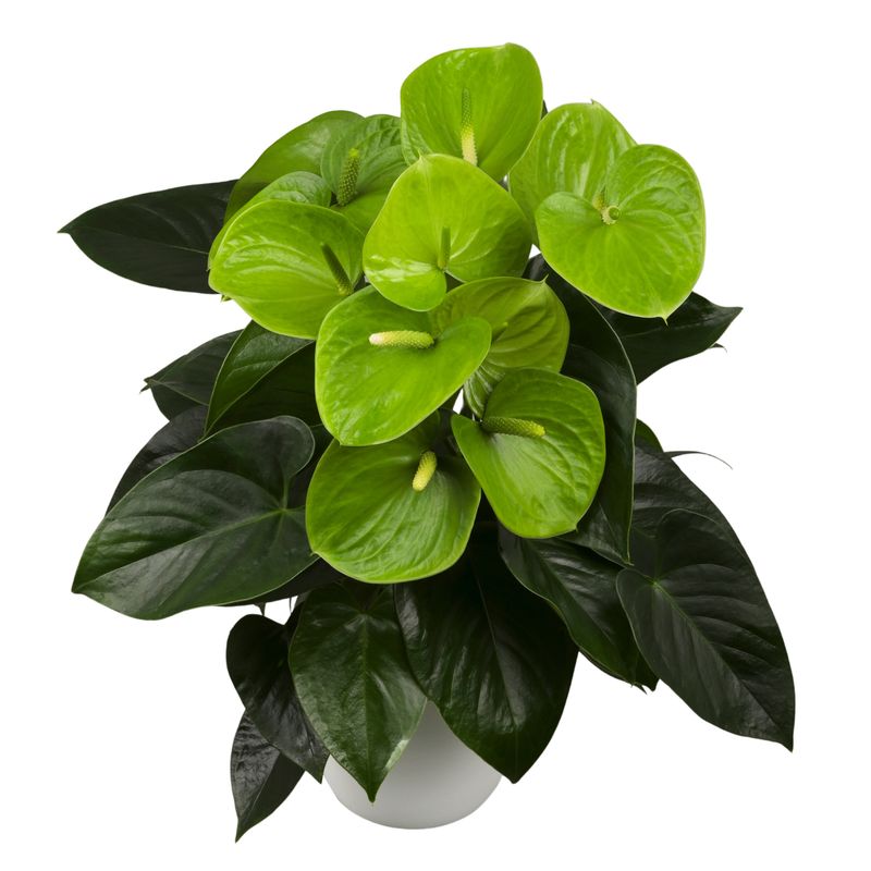Fiducia - Anthurium pot plants | Anthura