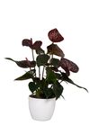 anthurium-potplanten-morena-bruin-207885