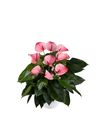 enanthurium-pot-mystique-pink-205411-0