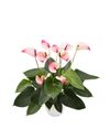 enanthurium-pot-mystique-pink-205411-1