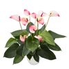 enanthurium-pot-mystique-pink-205411-2
