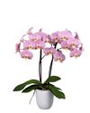 phalaenopsis-potplanten-vintura-padova-koper-102724