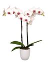 phalaenopsis-potplanten-toronto-wit-106162