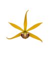 enexclusive-orchids-tarantula-yellow-601112