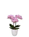 phalaenopsis-potplanten-dinant-roze-108261