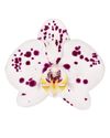 enphalaenopsis-pot-acros-white-106660-0