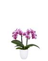 enphalaenopsis-pot-muna-white-109270-1