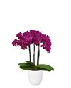 phalaenopsis-potplanten-yucatan-paars-110572-1
