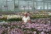 Jan Stolk entre Phalaenopsis en un invernadero de Stolk Flora.