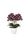 phalaenopsis-potplanten-manta-vuro-paars-110589-2