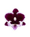 enphalaenopsis-pot-manta-vuro-purple-110589-0