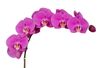 phalaenopsis-snijbloemen-buffalo-paars-102067-1