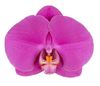 esphalaenopsis-para-flor-cortada-buffalo-violeta-102067-0