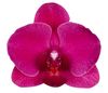 phalaenopsis-snijbloemen-montreux-rood-101483-0