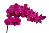 phalaenopsis-snijbloemen-montreux-rood-101483-1