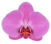 phalaenopsis-snijbloemen-memphis-roze-102105-0