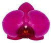 enphalaenopsis-cut-stellenbosch-purple-103941-0