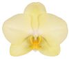 phalaenopsis-snijbloemen-milan-geel-106258-0