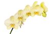 phalaenopsis-snijbloemen-milan-geel-106258-1